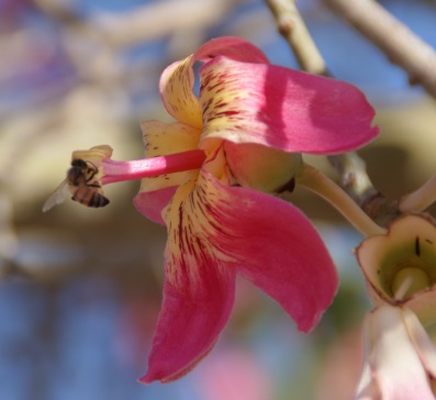 abeille assis sur une fleur en Israël